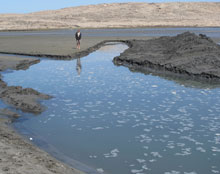 The windurfers low tide entry!